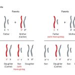 Sex-Linked Traits