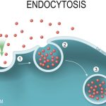 Endocytosis