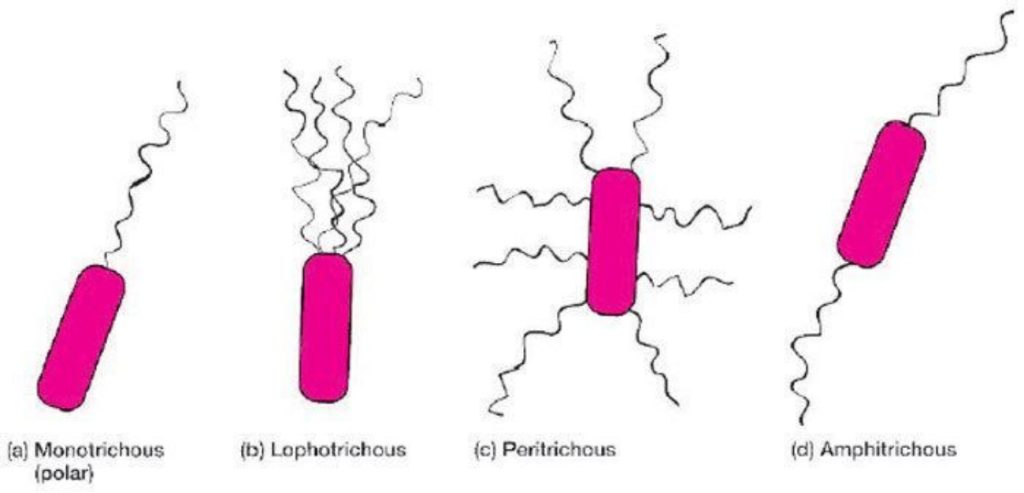 Flagella Stain