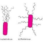 Flagella Stain