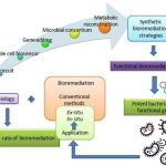 Bioremediation: What Is It and What Does It Do?