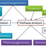 What is functional genomics?