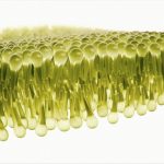 Lipids