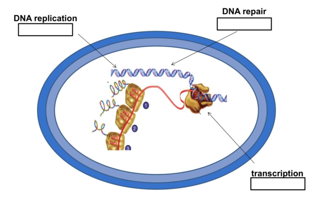 Inhibition of Nucleic Acid Synthesis