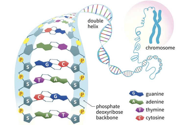 Nucleic Acids