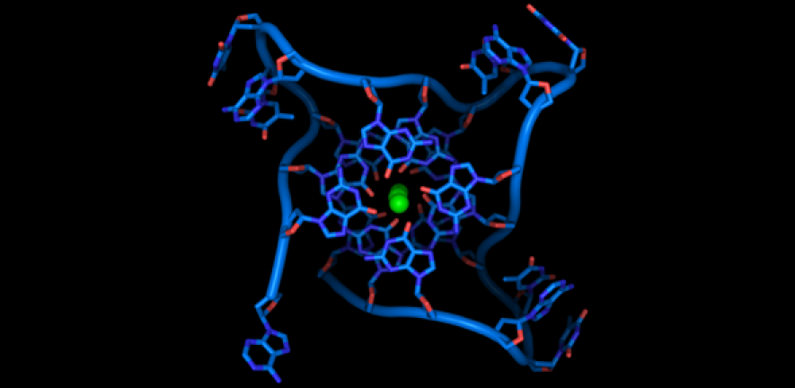 quadruple-helix DNA