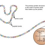 The peptide bond and primary structure of proteins