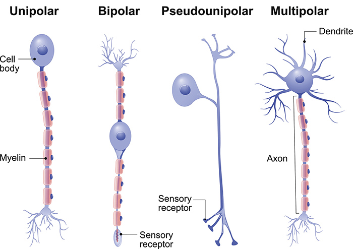 Types of Neurons