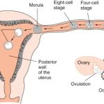 Human Pregnancy and Birth