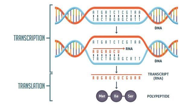 Transcription